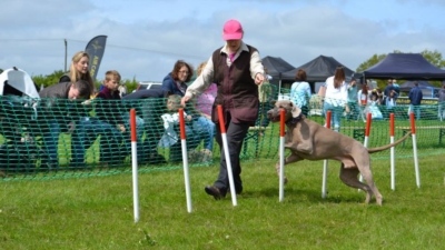 Dog Agility photo