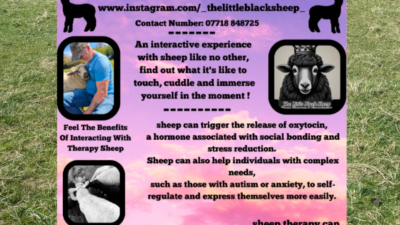 Sheep Cuddling in The Livestock marquee photo